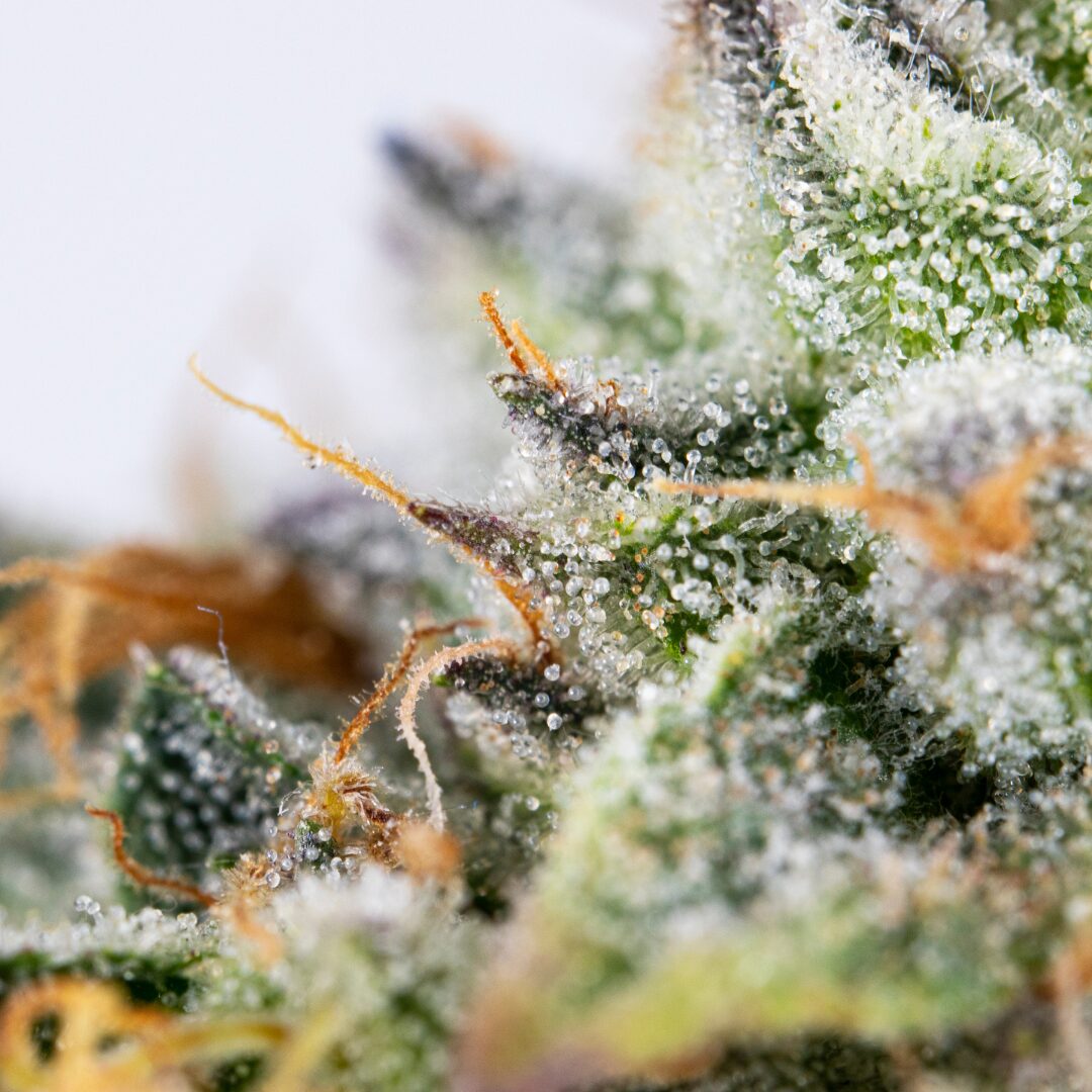 Organic Medical Cannabis by Aqualitas