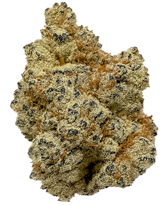 Lazy Sunday Bud 1 sm